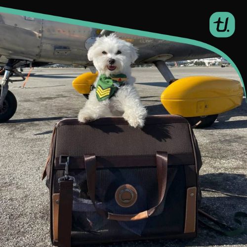 Pet Carriers at Travel Universe