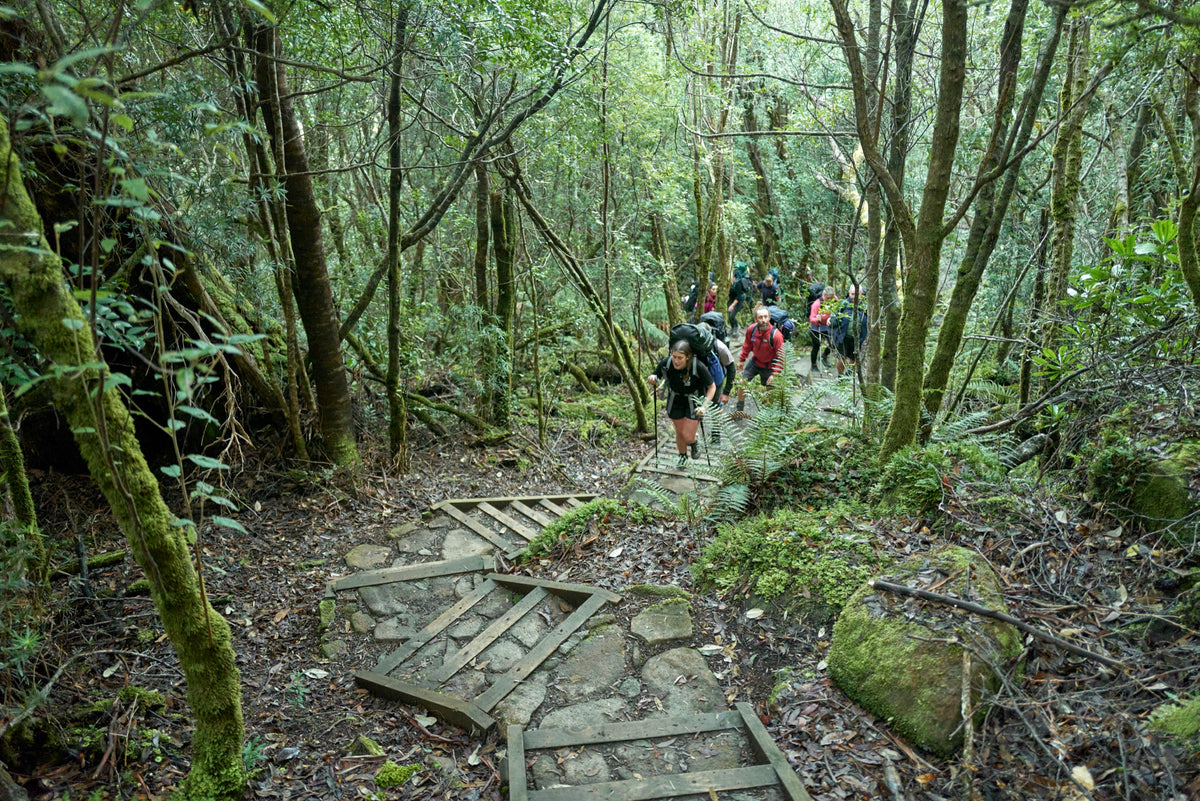 Walking group climbing stone steps through rainforest on the Three Capes Track